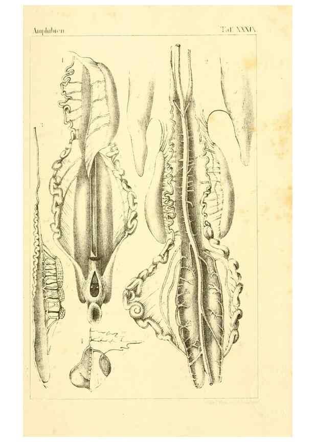 Reproducción/Reproduction 7070939257: Die Klassen und Ordnungen des Thier-Reichs,. Leipzig :C.F. Winter,1859-1901.
