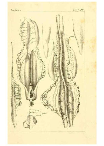 Reproducción/Reproduction 7070939257: Die Klassen und Ordnungen des Thier-Reichs,. Leipzig :C.F. Winter,1859-1901.