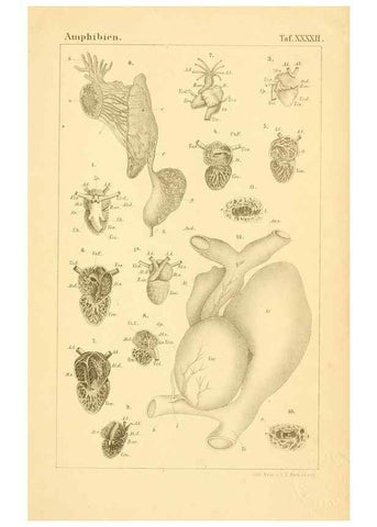 Reproducción/Reproduction 7070941377: Die Klassen und Ordnungen des Thier-Reichs,. Leipzig :C.F. Winter,1859-1901.