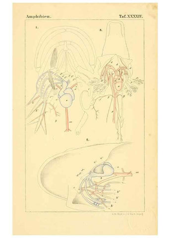 Reproducción/Reproduction 7070942647: Die Klassen und Ordnungen des Thier-Reichs,. Leipzig :C.F. Winter,1859-1901.