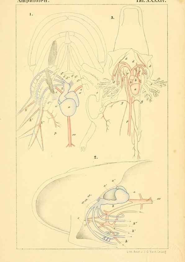 Reproducción/Reproduction 7070942647: Die Klassen und Ordnungen des Thier-Reichs,. Leipzig :C.F. Winter,1859-1901.