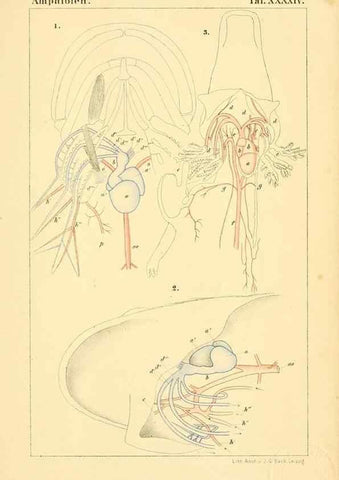 Reproducción/Reproduction 7070942647: Die Klassen und Ordnungen des Thier-Reichs,. Leipzig :C.F. Winter,1859-1901.