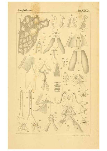Reproducción/Reproduction 6924866532: Die Klassen und Ordnungen des Thier-Reichs,. Leipzig :C.F. Winter,1859-1901.