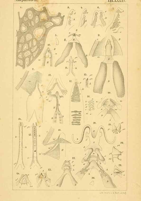 Reproducción/Reproduction 6924866532: Die Klassen und Ordnungen des Thier-Reichs,. Leipzig :C.F. Winter,1859-1901.