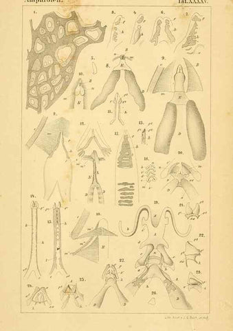Reproducción/Reproduction 6924866532: Die Klassen und Ordnungen des Thier-Reichs,. Leipzig :C.F. Winter,1859-1901.