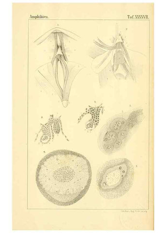Reproducción/Reproduction 6924867840: Die Klassen und Ordnungen des Thier-Reichs,. Leipzig :C.F. Winter,1859-1901.