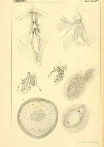 Reproducción/Reproduction 6924867840: Die Klassen und Ordnungen des Thier-Reichs,. Leipzig :C.F. Winter,1859-1901.