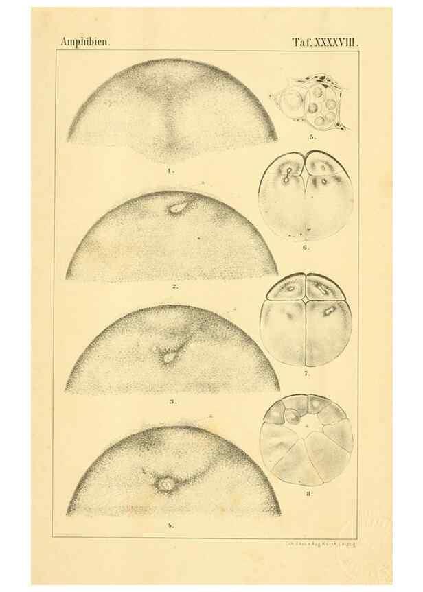 Reproducción/Reproduction 7070945975: Die Klassen und Ordnungen des Thier-Reichs,. Leipzig :C.F. Winter,1859-1901.