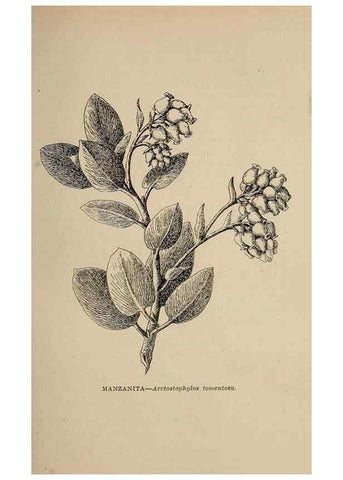 Reproducción/Reproduction 7176692326: The wild flowers of California;. San Francisco,Payot, Upham, & company,1902.
