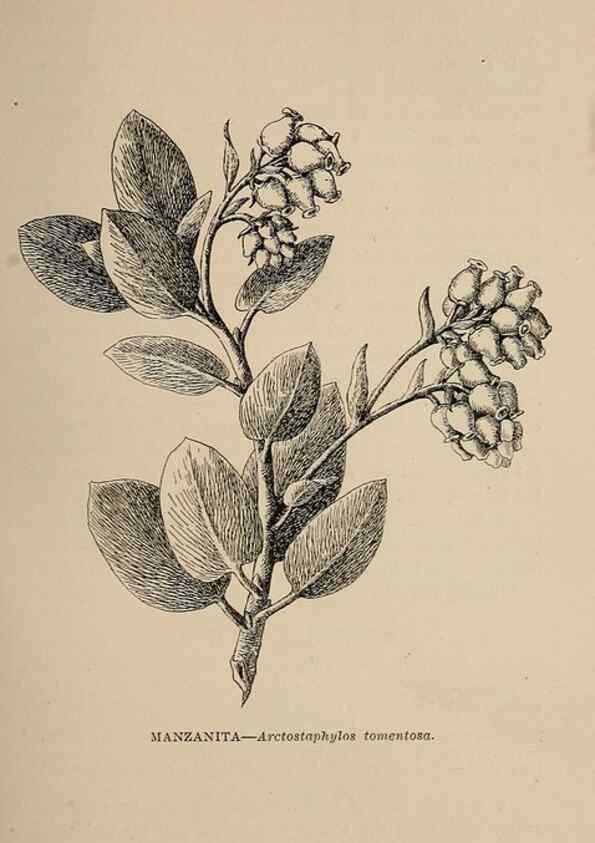 Reproducción/Reproduction 7176692326: The wild flowers of California;. San Francisco,Payot, Upham, & company,1902.