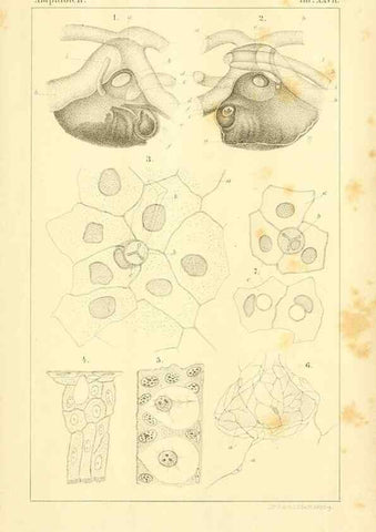 Reproducción/Reproduction 7070930183: Die Klassen und Ordnungen des Thier-Reichs,. Leipzig :C.F. Winter,1859-1901.