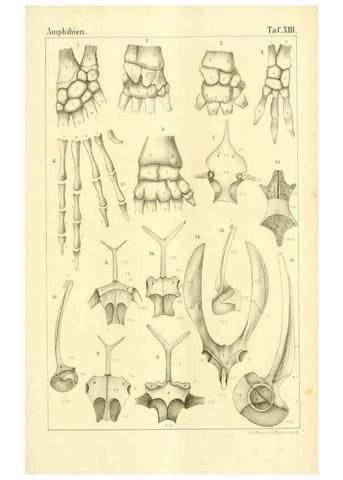 Reproducción/Reproduction 6924842526: Die Klassen und Ordnungen des Thier-Reichs,. Leipzig :C.F. Winter,1859-1901.