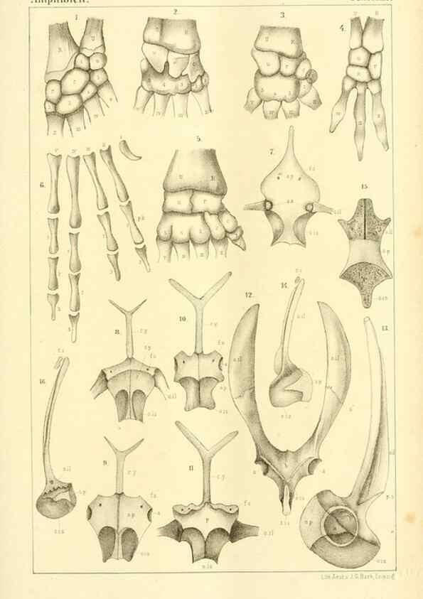 Reproducción/Reproduction 6924842526: Die Klassen und Ordnungen des Thier-Reichs,. Leipzig :C.F. Winter,1859-1901.