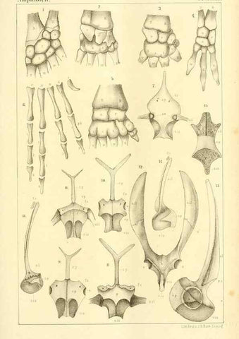Reproducción/Reproduction 6924842526: Die Klassen und Ordnungen des Thier-Reichs,. Leipzig :C.F. Winter,1859-1901.