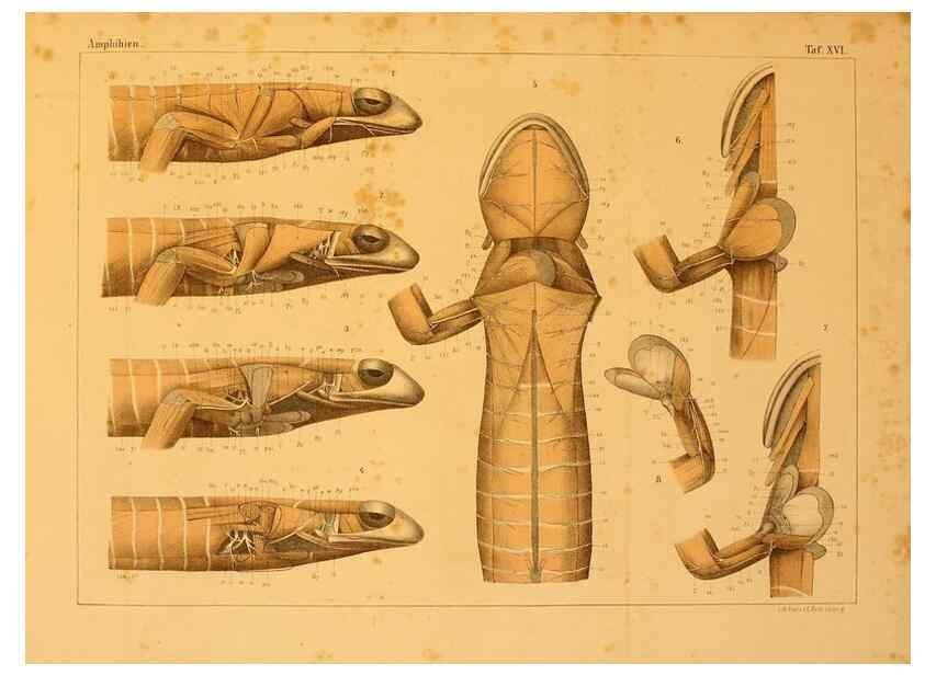 Reproducción/Reproduction 7070922131: Die Klassen und Ordnungen des Thier-Reichs,. Leipzig :C.F. Winter,1859-1901.