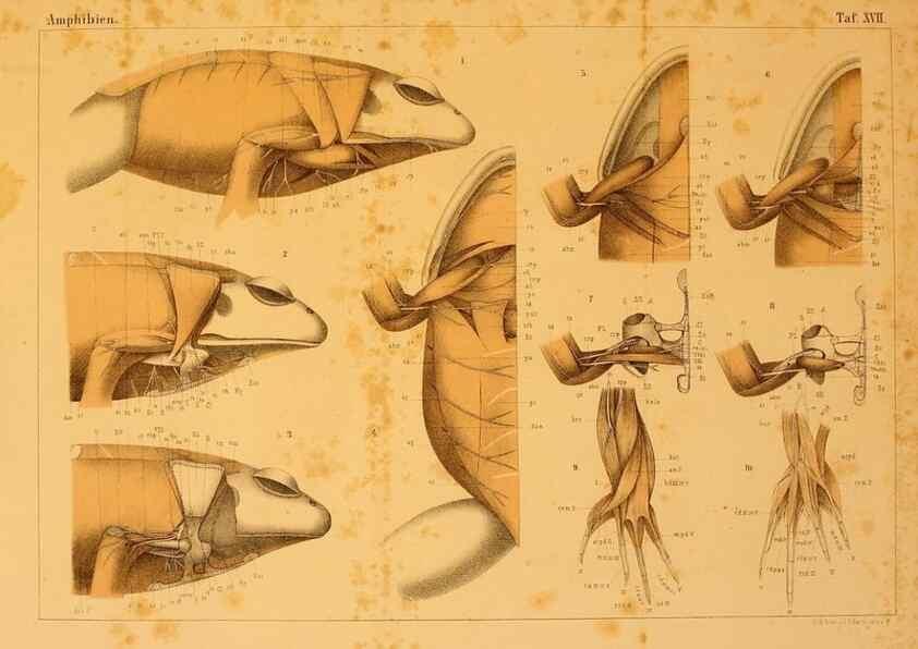 Reproducción/Reproduction 6924845226: Die Klassen und Ordnungen des Thier-Reichs,. Leipzig :C.F. Winter,1859-1901.