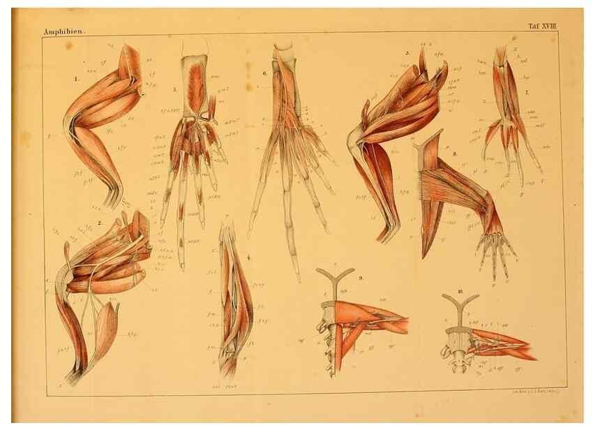 Reproducción/Reproduction 7070923261: Die Klassen und Ordnungen des Thier-Reichs,. Leipzig :C.F. Winter,1859-1901.