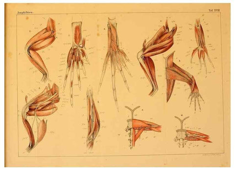 Reproducción/Reproduction 7070923261: Die Klassen und Ordnungen des Thier-Reichs,. Leipzig :C.F. Winter,1859-1901.