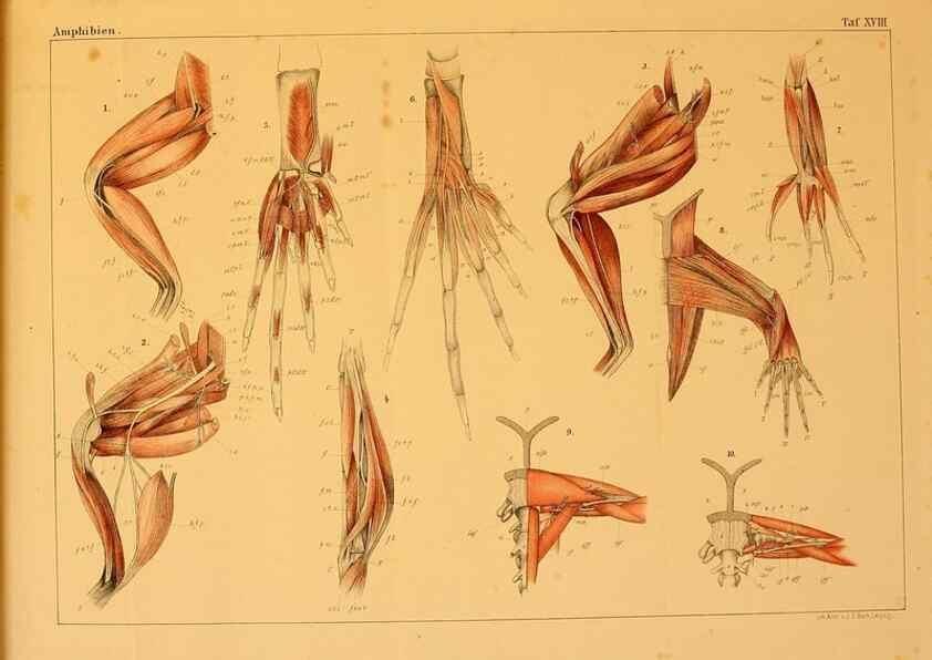 Reproducción/Reproduction 7070923261: Die Klassen und Ordnungen des Thier-Reichs,. Leipzig :C.F. Winter,1859-1901.