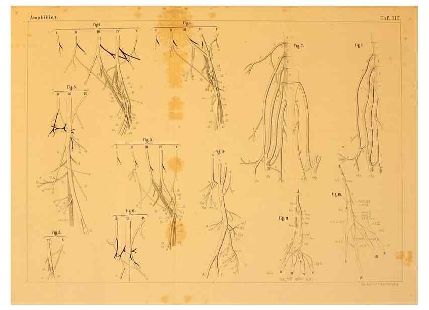 Reproducción/Reproduction 6924846214: Die Klassen und Ordnungen des Thier-Reichs,. Leipzig :C.F. Winter,1859-1901.