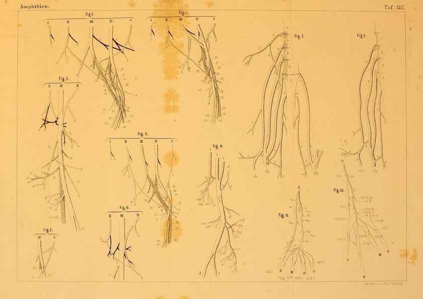 Reproducción/Reproduction 6924846214: Die Klassen und Ordnungen des Thier-Reichs,. Leipzig :C.F. Winter,1859-1901.