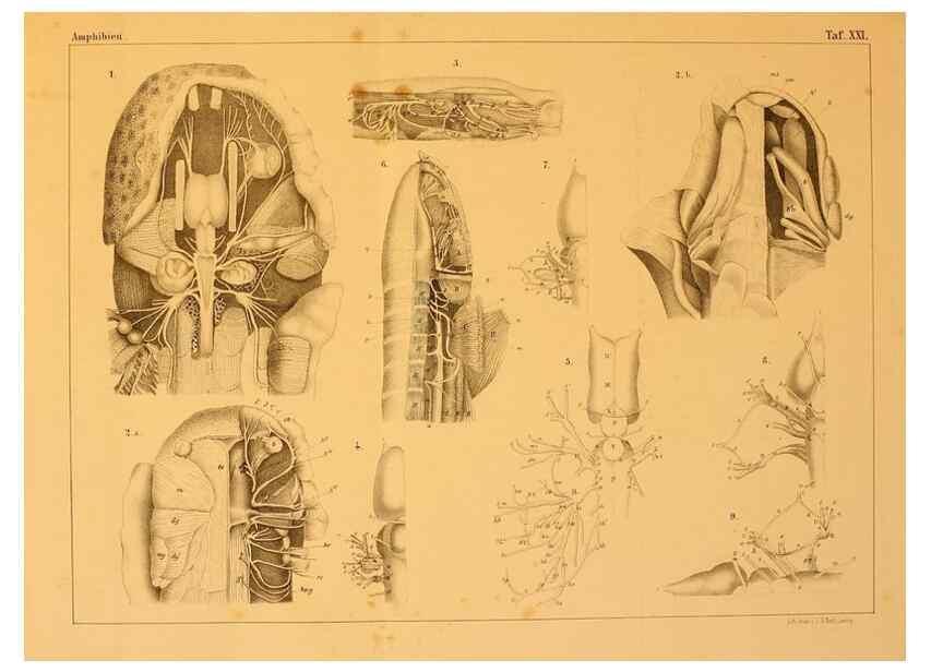 Reproducción/Reproduction 6924847558: Die Klassen und Ordnungen des Thier-Reichs,. Leipzig :C.F. Winter,1859-1901.