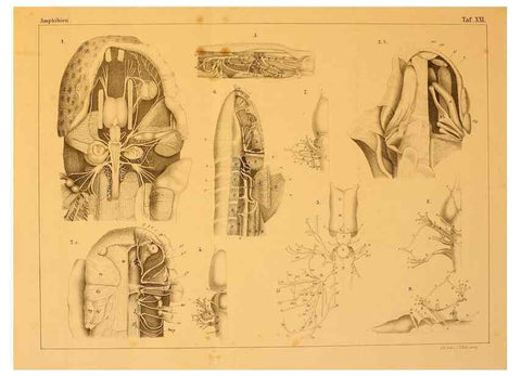 Reproducción/Reproduction 6924847558: Die Klassen und Ordnungen des Thier-Reichs,. Leipzig :C.F. Winter,1859-1901.