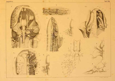 Reproducción/Reproduction 6924847558: Die Klassen und Ordnungen des Thier-Reichs,. Leipzig :C.F. Winter,1859-1901.