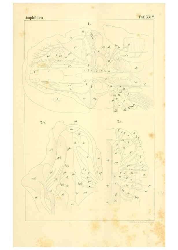 Reproducción/Reproduction 6924848128: Die Klassen und Ordnungen des Thier-Reichs,. Leipzig :C.F. Winter,1859-1901.