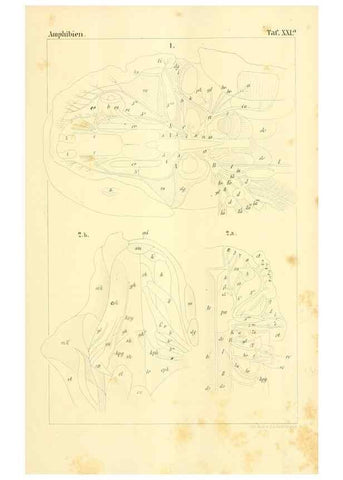 Reproducción/Reproduction 6924848128: Die Klassen und Ordnungen des Thier-Reichs,. Leipzig :C.F. Winter,1859-1901.