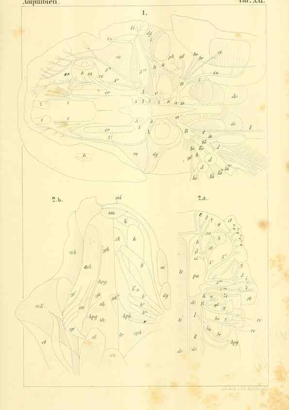 Reproducción/Reproduction 6924848128: Die Klassen und Ordnungen des Thier-Reichs,. Leipzig :C.F. Winter,1859-1901.