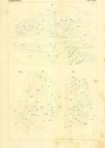Reproducción/Reproduction 6924848128: Die Klassen und Ordnungen des Thier-Reichs,. Leipzig :C.F. Winter,1859-1901.