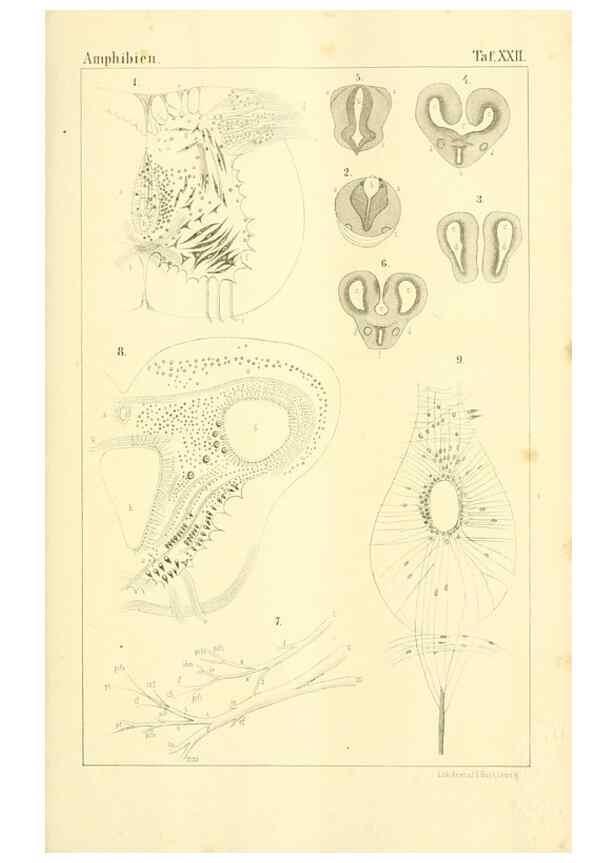 Reproducción/Reproduction 6924848932: Die Klassen und Ordnungen des Thier-Reichs,. Leipzig :C.F. Winter,1859-1901.