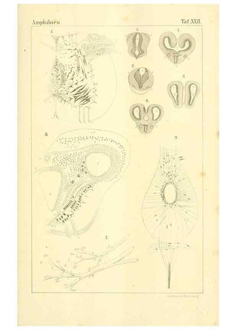 Reproducción/Reproduction 6924848932: Die Klassen und Ordnungen des Thier-Reichs,. Leipzig :C.F. Winter,1859-1901.