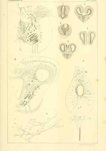 Reproducción/Reproduction 6924848932: Die Klassen und Ordnungen des Thier-Reichs,. Leipzig :C.F. Winter,1859-1901.