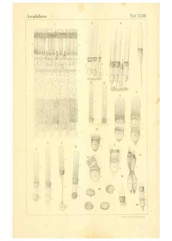 Reproducción/Reproduction 6924849764: Die Klassen und Ordnungen des Thier-Reichs,. Leipzig :C.F. Winter,1859-1901.