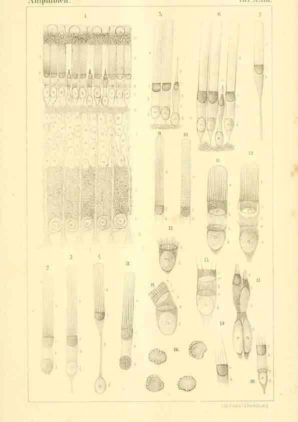Reproducción/Reproduction 6924849764: Die Klassen und Ordnungen des Thier-Reichs,. Leipzig :C.F. Winter,1859-1901.