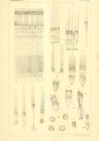 Reproducción/Reproduction 6924849764: Die Klassen und Ordnungen des Thier-Reichs,. Leipzig :C.F. Winter,1859-1901.