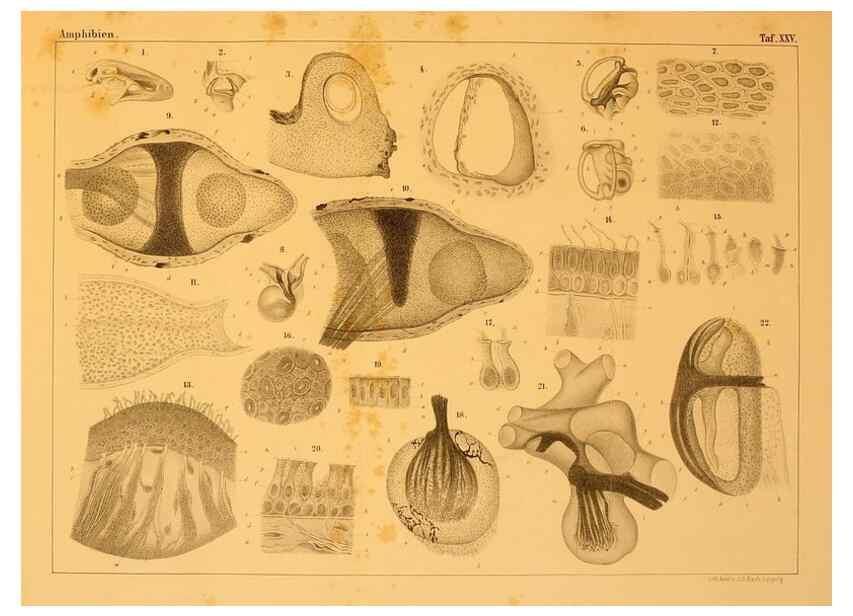 Reproducción/Reproduction 6924851132: Die Klassen und Ordnungen des Thier-Reichs,. Leipzig :C.F. Winter,1859-1901.