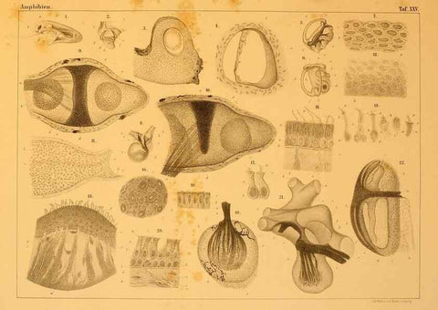 Reproducción/Reproduction 6924851132: Die Klassen und Ordnungen des Thier-Reichs,. Leipzig :C.F. Winter,1859-1901.