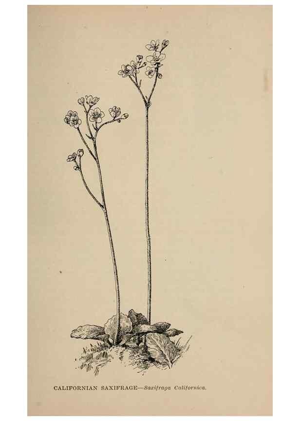 Reproducción/Reproduction 7176693610: The wild flowers of California;. San Francisco,Payot, Upham, & company,1902.