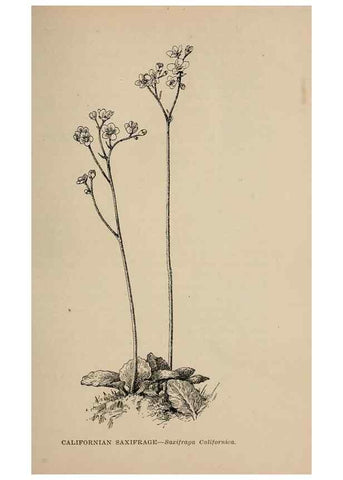 Reproducción/Reproduction 7176693610: The wild flowers of California;. San Francisco,Payot, Upham, & company,1902.