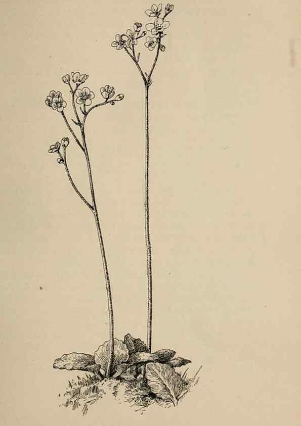 Reproducción/Reproduction 7176693610: The wild flowers of California;. San Francisco,Payot, Upham, & company,1902.