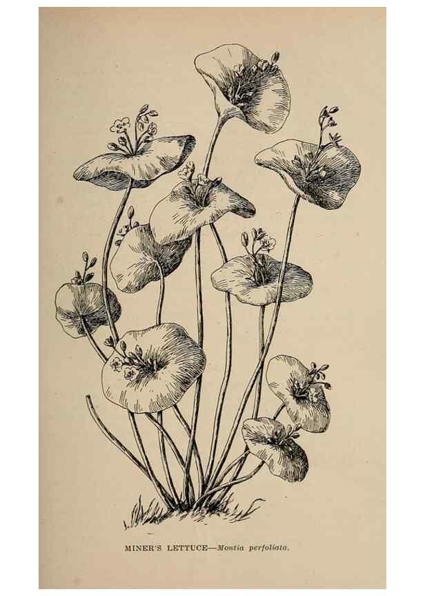 Reproducción/Reproduction 7176694770: The wild flowers of California;. San Francisco,Payot, Upham, & company,1902.