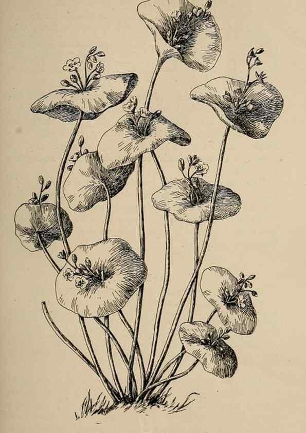 Reproducción/Reproduction 7176694770: The wild flowers of California;. San Francisco,Payot, Upham, & company,1902.