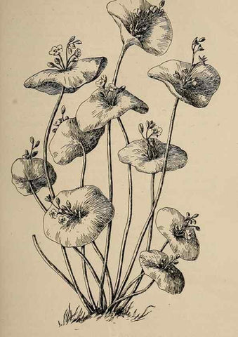 Reproducción/Reproduction 7176694770: The wild flowers of California;. San Francisco,Payot, Upham, & company,1902.