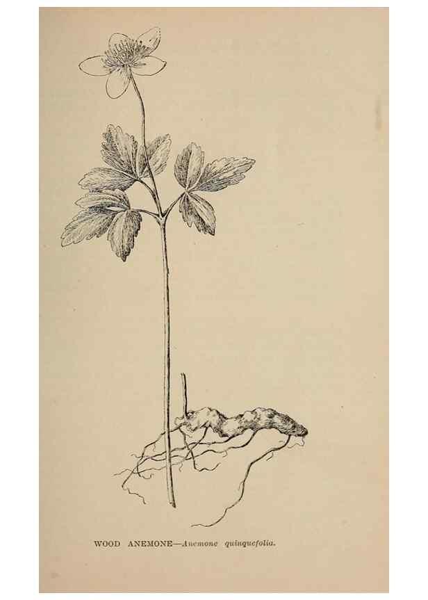 Reproducción/Reproduction 7176696002: The wild flowers of California;. San Francisco,Payot, Upham, & company,1902.