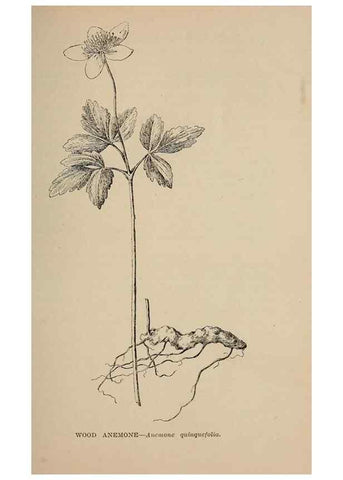 Reproducción/Reproduction 7176696002: The wild flowers of California;. San Francisco,Payot, Upham, & company,1902.