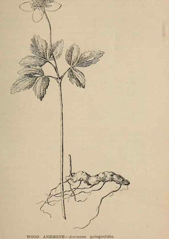 Reproducción/Reproduction 7176696002: The wild flowers of California;. San Francisco,Payot, Upham, & company,1902.