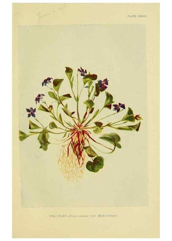 Reproducción/Reproduction 7248373166: How to know the wild flowers :. New York :Scribner's,1893.